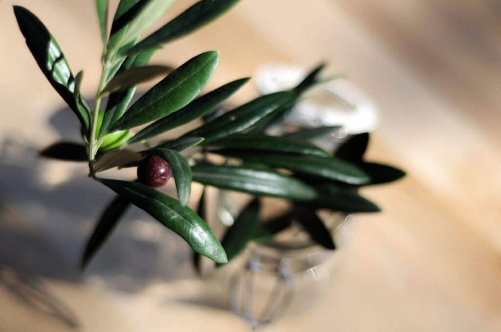 How to cure your own olives