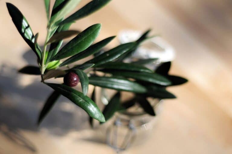 How to cure your own olives