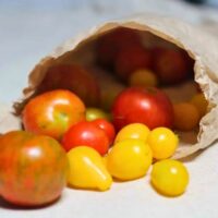 How to make tomato passata tomato passata making pre recorded